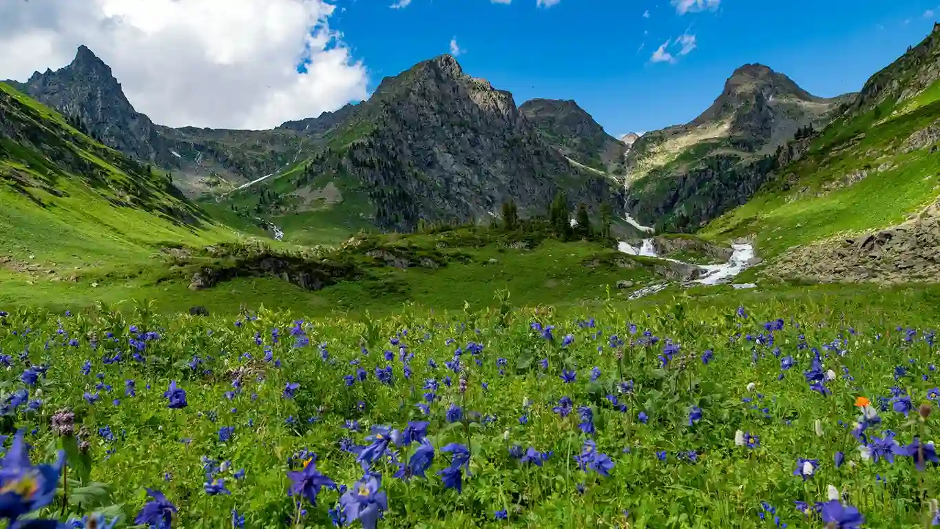 Лес, река, туристическая палатка