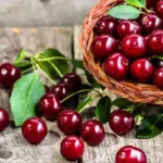Когда созревает черешня в Поволжье: сроки, сорта, где собирать и цены 2026 Когда созревает черешня в Поволжье