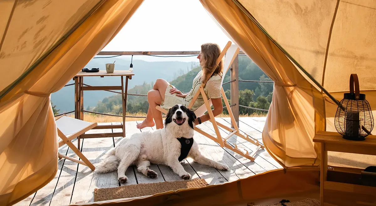 Собака в pet-friendly отеле Собака отдыхает с хозяевами в pet-friendly отеле