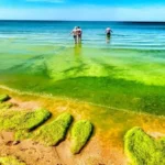 Цветение водорослей в Анапе
